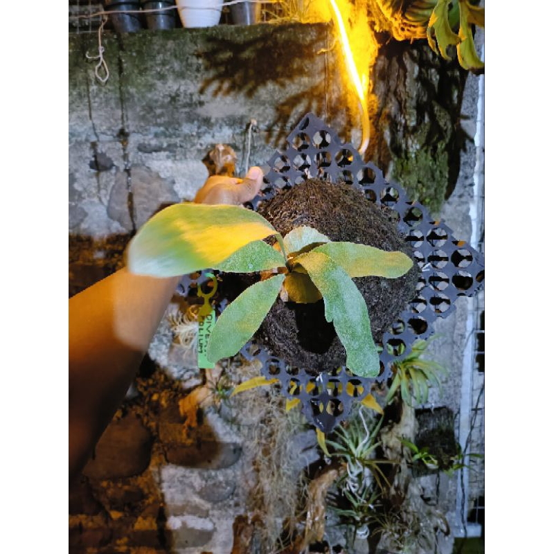 platycerium diversi kesimbar diversivolium