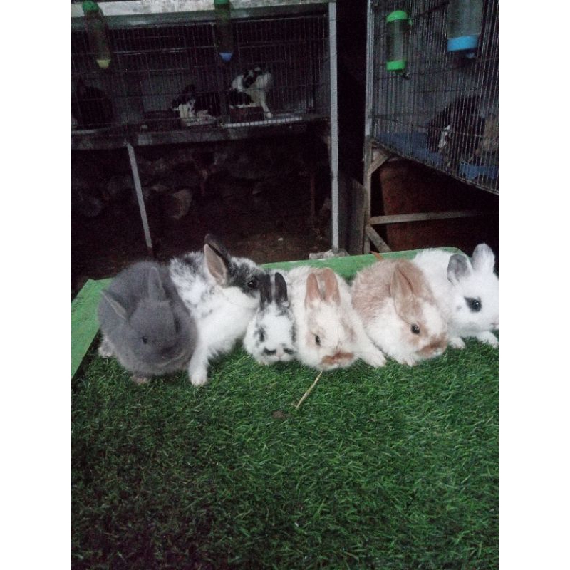 kelinci mini netherland dwarf