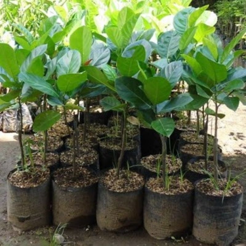 bibit nangka madu/mini