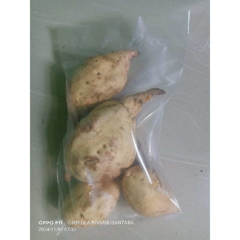 

GROSIR UBI FRESH~Berat -+ 1.000 gr~KELOLA BOGA MART
