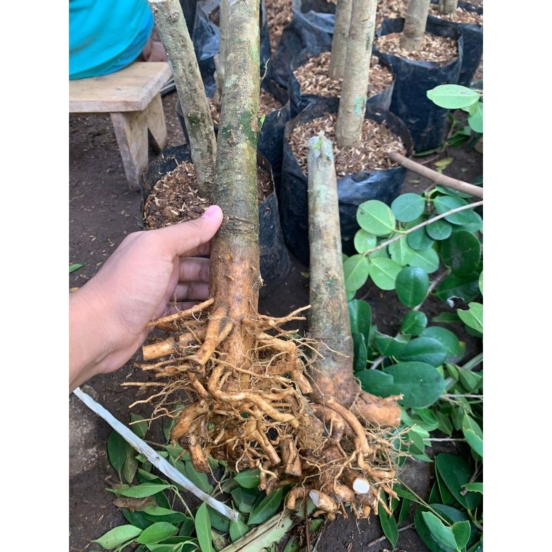 Bonsai Bonggol Anting Putri