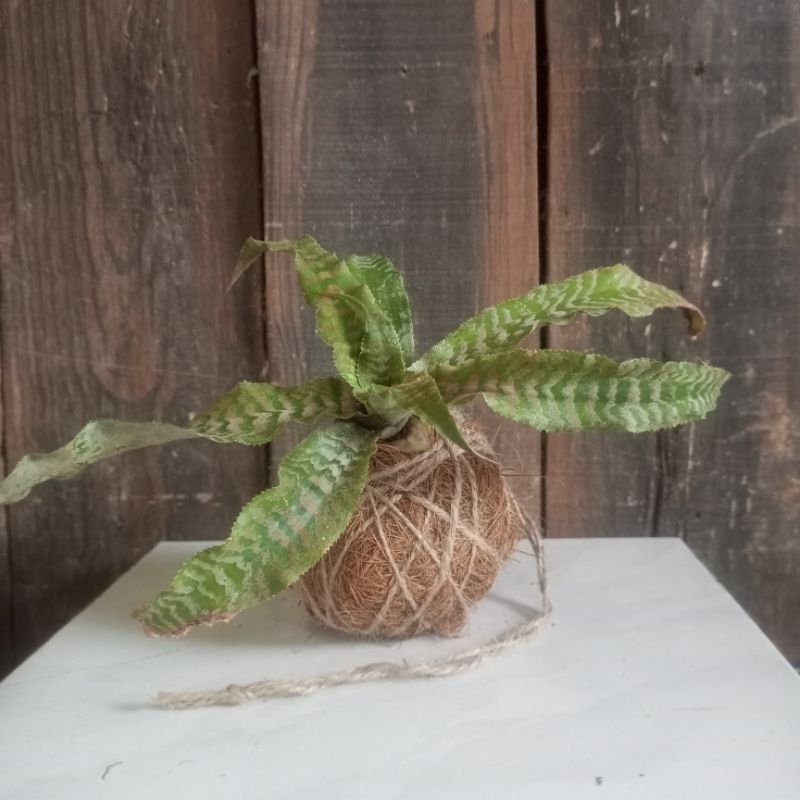 kokedama cryptanthus /kokedama kriptantus /tanamanhias cryptanthus