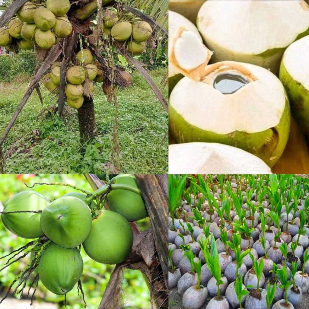 

Kelapa 5bibit,Bibit Kelapa Pendek Cepat Berbuah, Bibit Kelapa Hijau Hibrida Pendek, Bibit Kelapa Bersertifikat