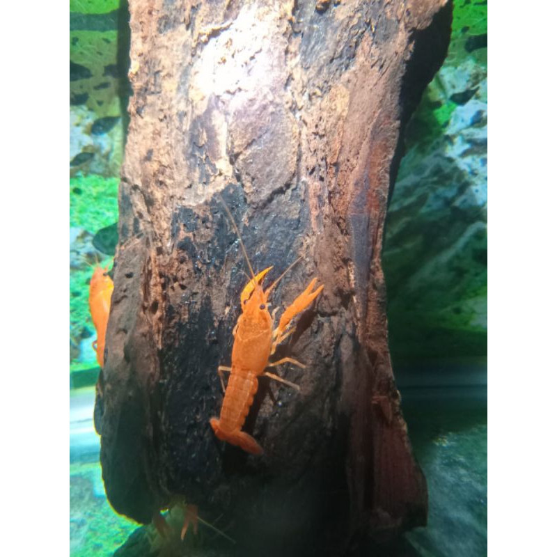 Lobster orange / Lobster aquascape / Hiasan aquarium / Dekorasi aquarium