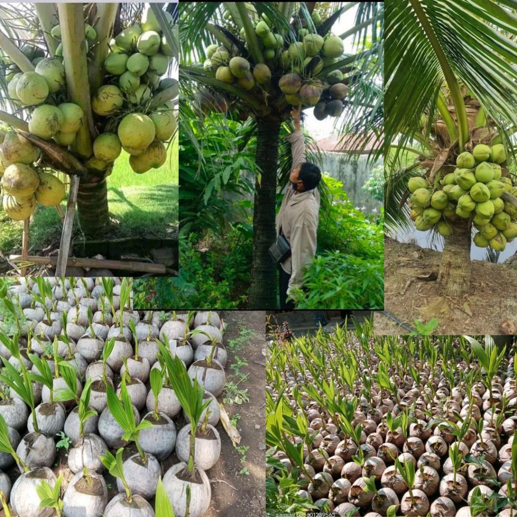 5 Bibit Pohon Kelapa Kopyor, Bibit Kelapa Kopyor Genjah, Bibit Kelapa Kopyor Madu, Bibit Kelapa Kopy