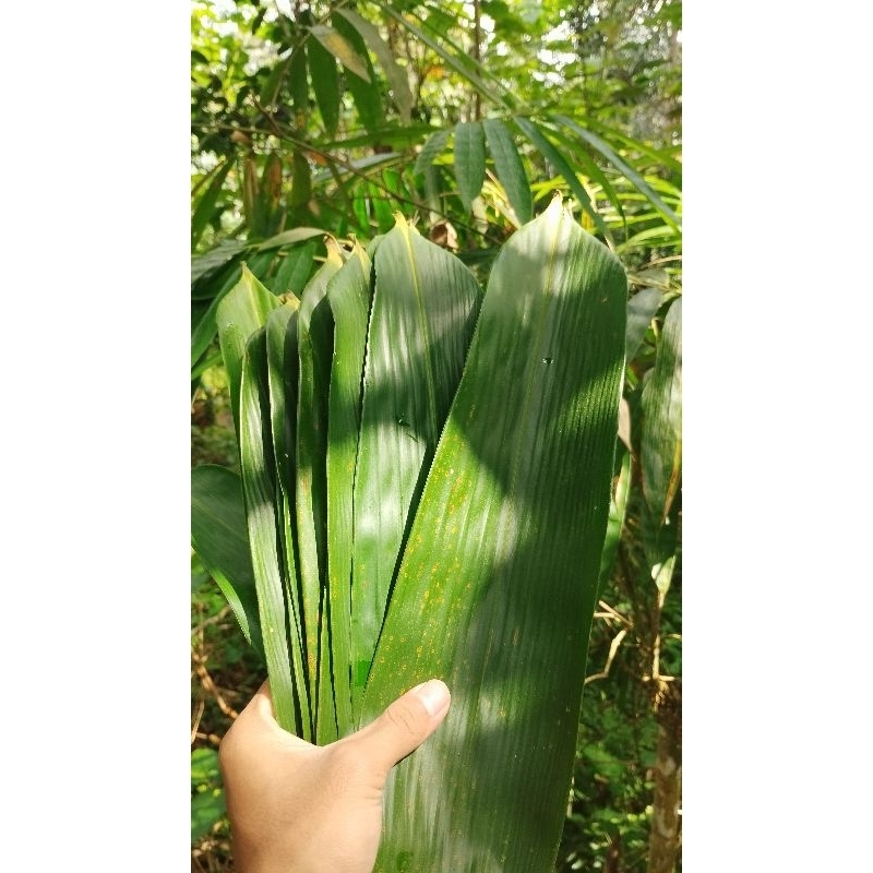 

TERBARU | 100 Lembar daun bambu bakcang/bacang jumbo segar fresh ukuran 10-11 cm .