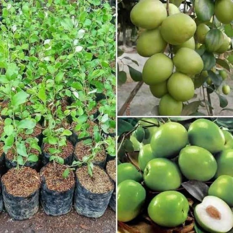 Bibit Buah Apel Futsa/ Apel India