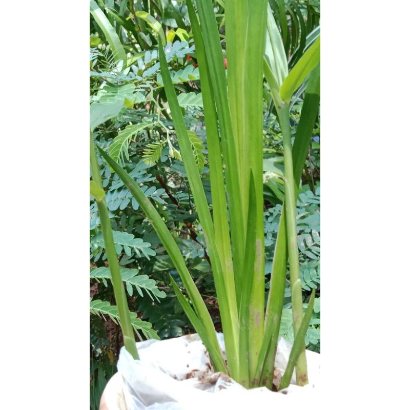 tànaman dlingo bangle