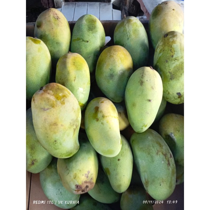 

mangga Mateng super tua