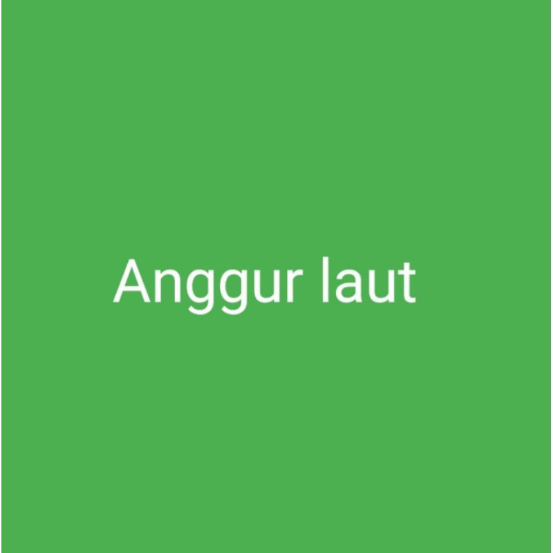 Anggur laut 1kg