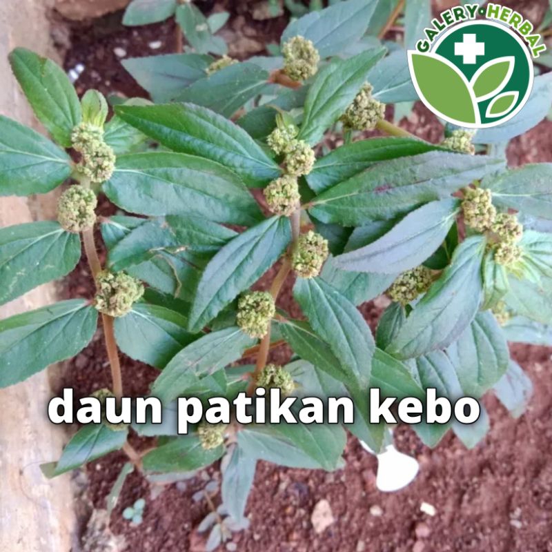 

Daun Patikan Kebo Patikan Kerbau 100gr Order Baru Petik Fresh