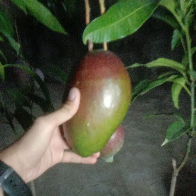 mangga Miyazaki