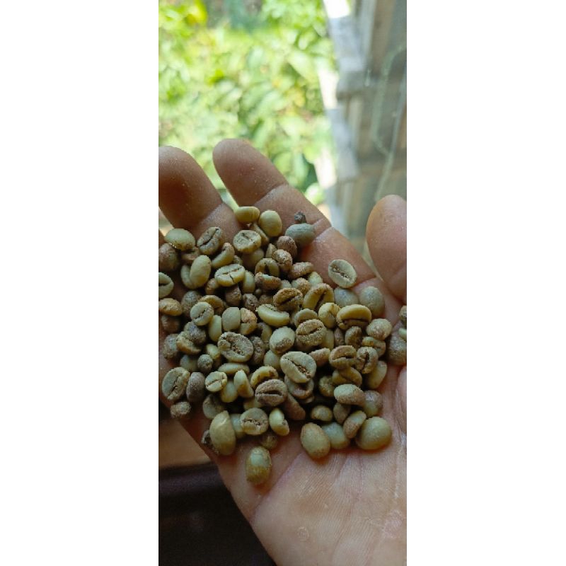 

Kopi Robusta Muria