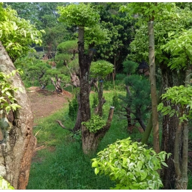 pohon bonsai anting Putri tinggi 1,5 atau 2 Meter tanaman hias