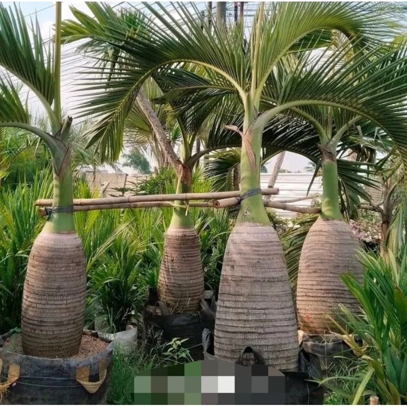 tanaman hias pohon palem botol Tinggi 2 meter