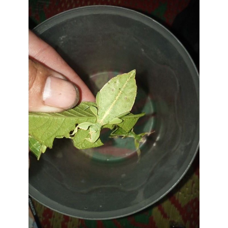belalang daun phyllium jacobsoni muda