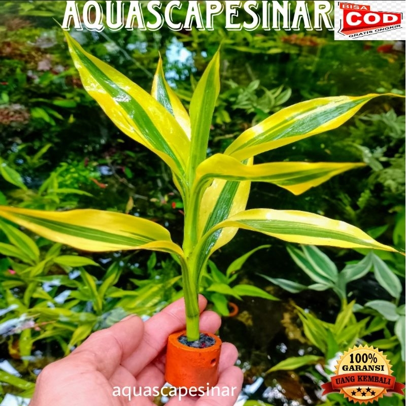 tanaman air aquascape bambu hoki-sri rejeki media pot hiasan akuarium(bergaransi)