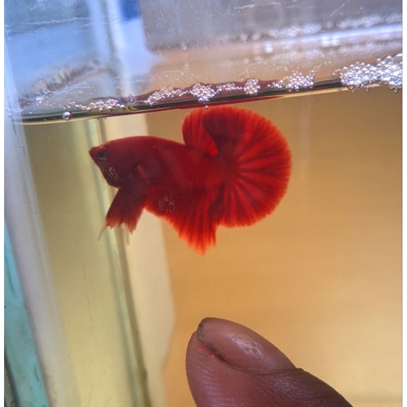 hmpk super red harga 30 dan 50