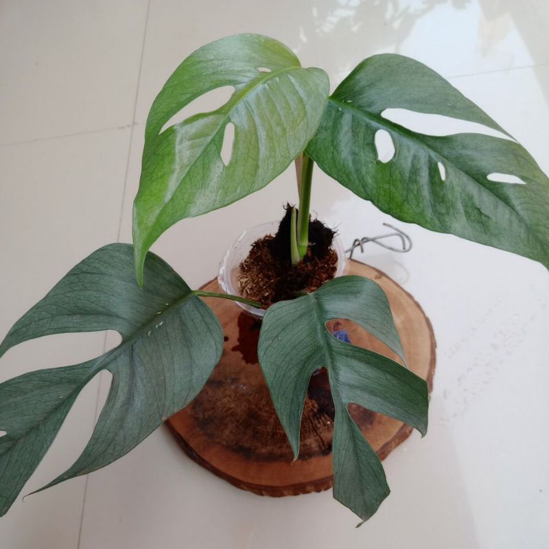 [Real Pic] Epipremnum Cebu Blue F1