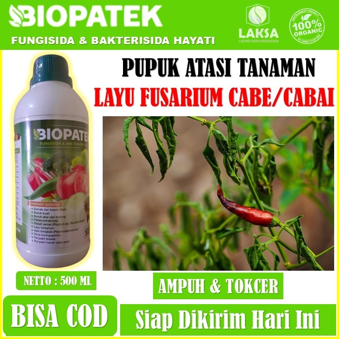 pupuk atasi layu fusarium cabe/cabai - Biopatek fungisida bakterisida Hayati mencegah layu tanaman c