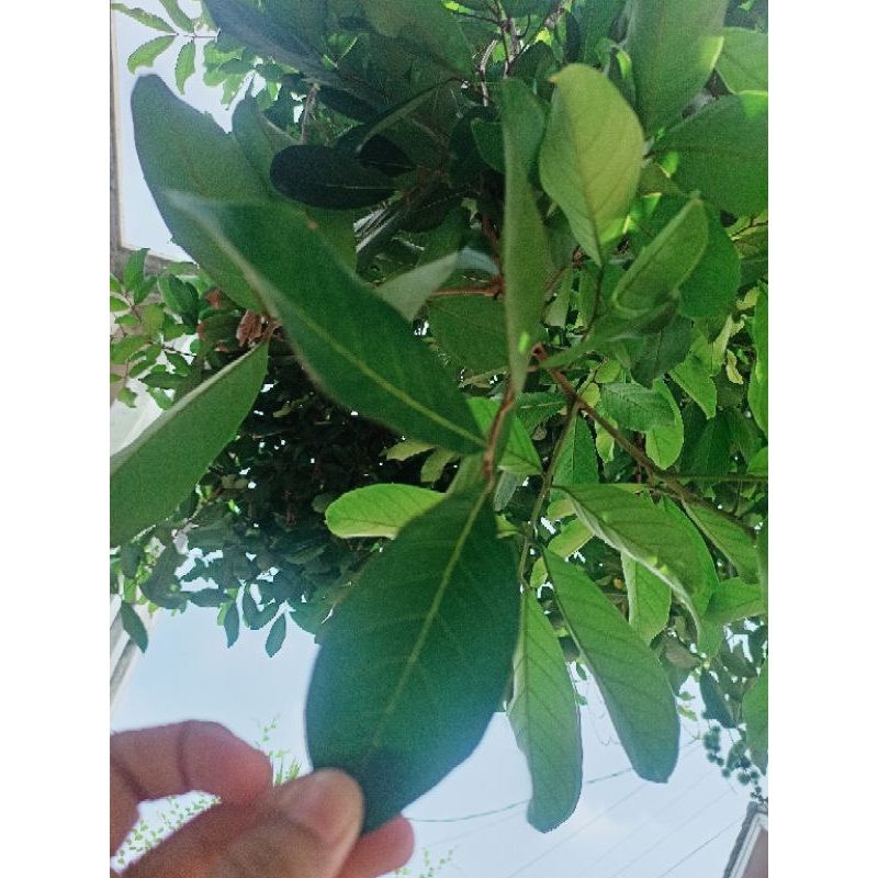 

Daun rambutan segar/tanaman