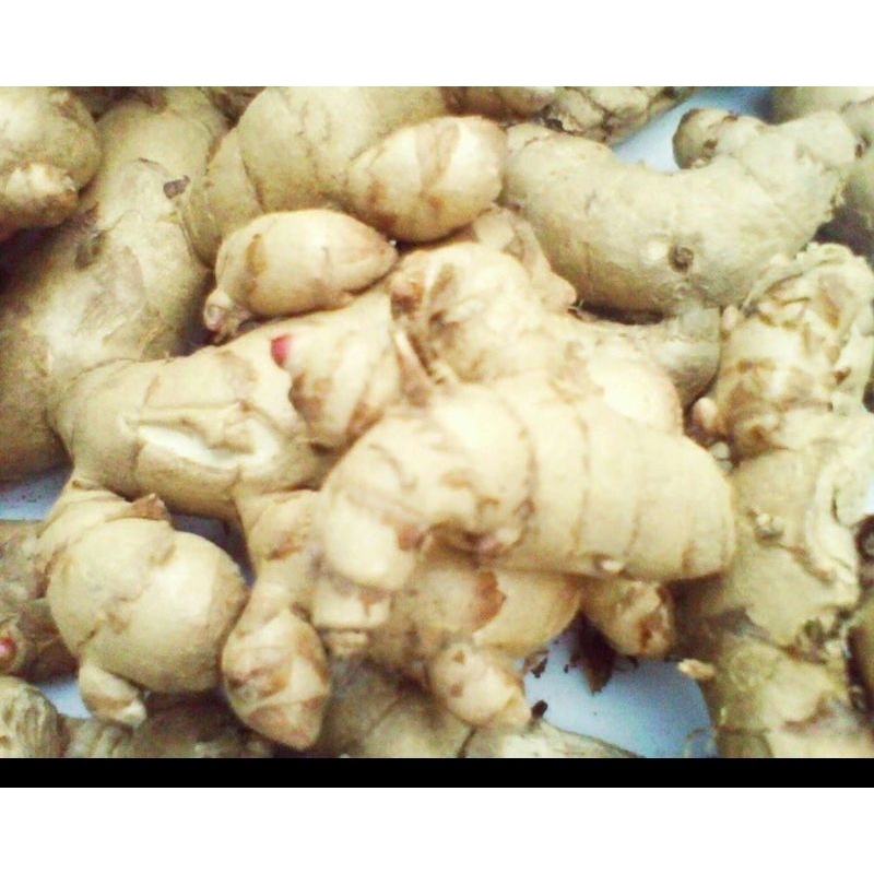 

Kunyit temu putih herbal kanker Curcuma 500 gram /setengah kilo