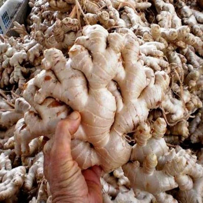 

jahe gajah fresh 5 kg