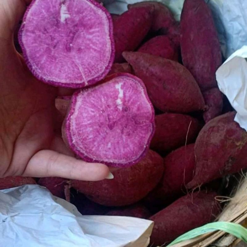 

Ubi Ungu Mangsi Grade A Per 1kg
