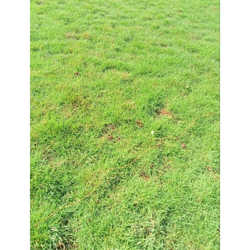 Rumput jepang 1meter rumput jepang taman