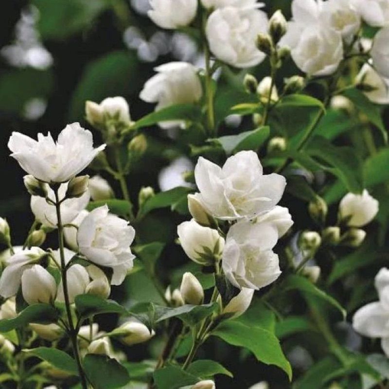 (BISA COD) Tanaman hias bunga melati jasmine /tanaman hidup bunga harum