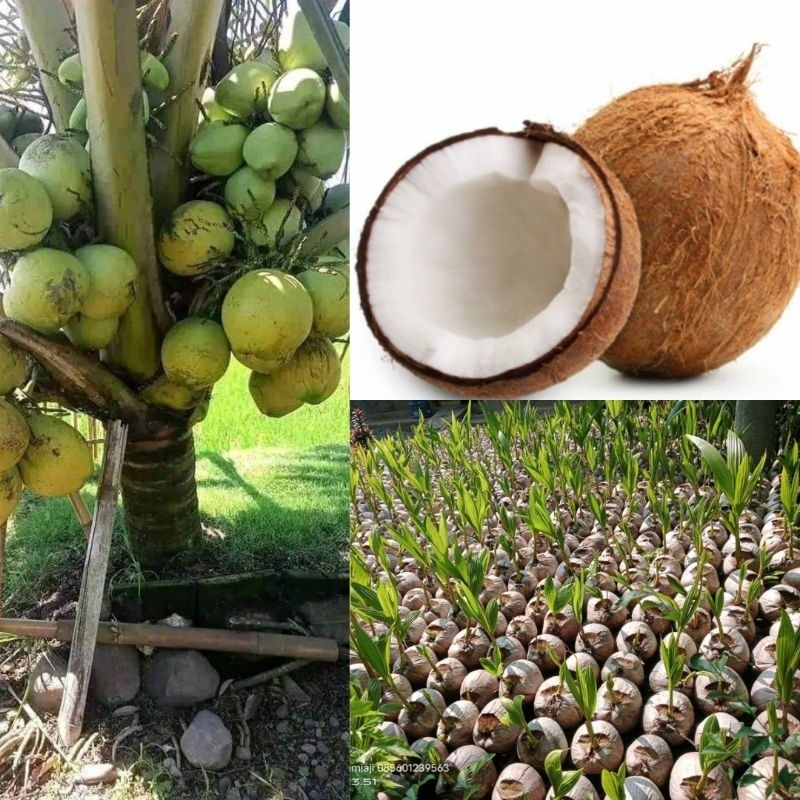 

Isi 10 Kelapa Gading Genjah, Kelapa Genjah Pandan Wangi, Kelapa Hijau