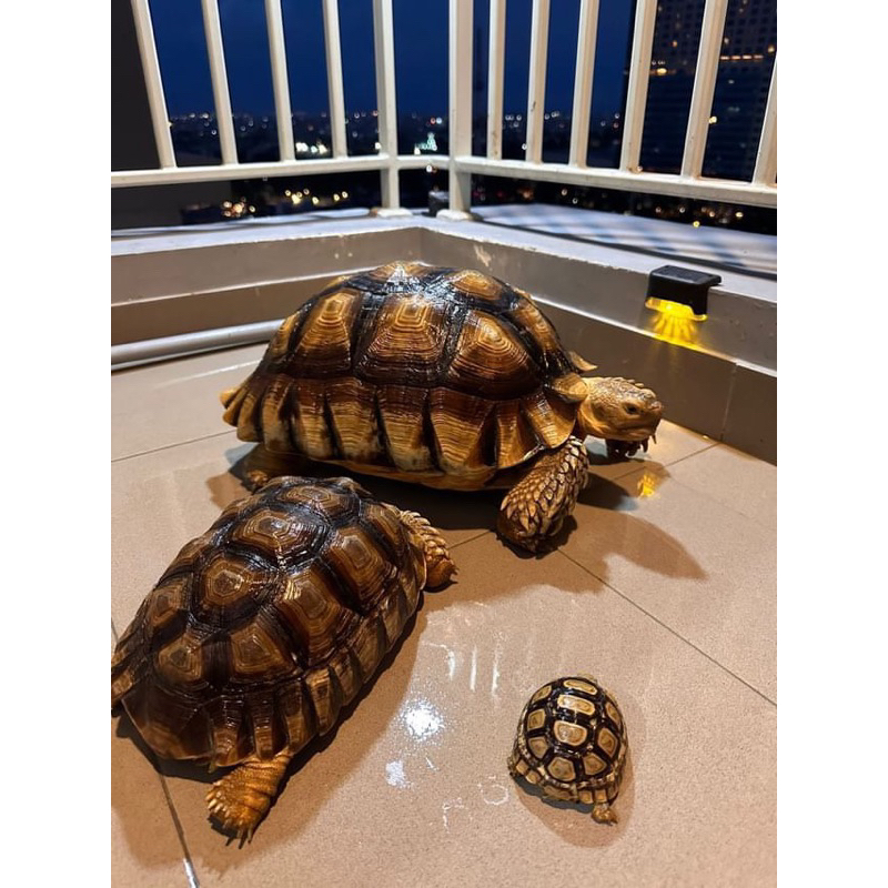 tortoise sulcata 50cm