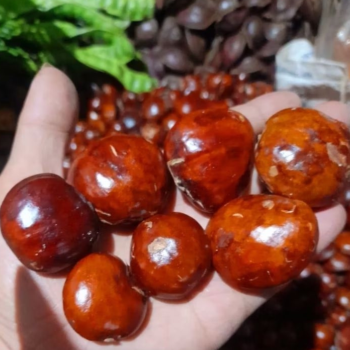

Jengkol, jring, jengki tua full sortir 1kg.