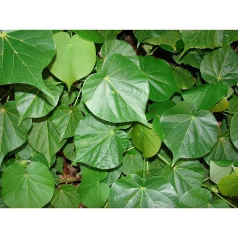 

Daun Waru Segar Fresh 500 Gr