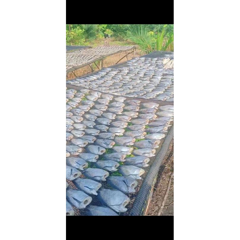 

Ikan asin sepat siam kualitas super barang fresh