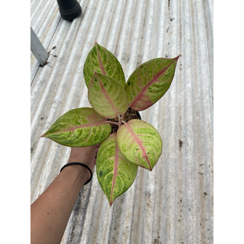 Aglonema rengganis Tanian Lokal