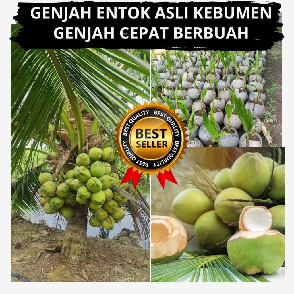 Kelapa 5 Bibit,  Kelapa Ijo Asli, Kelapa Ijo Muda, Kelapa Ijo