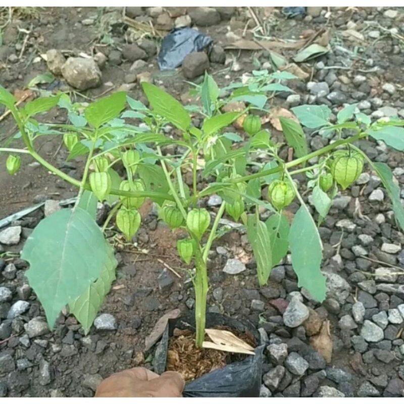 BIBIT POHON CEPLUKAN/CECENDET