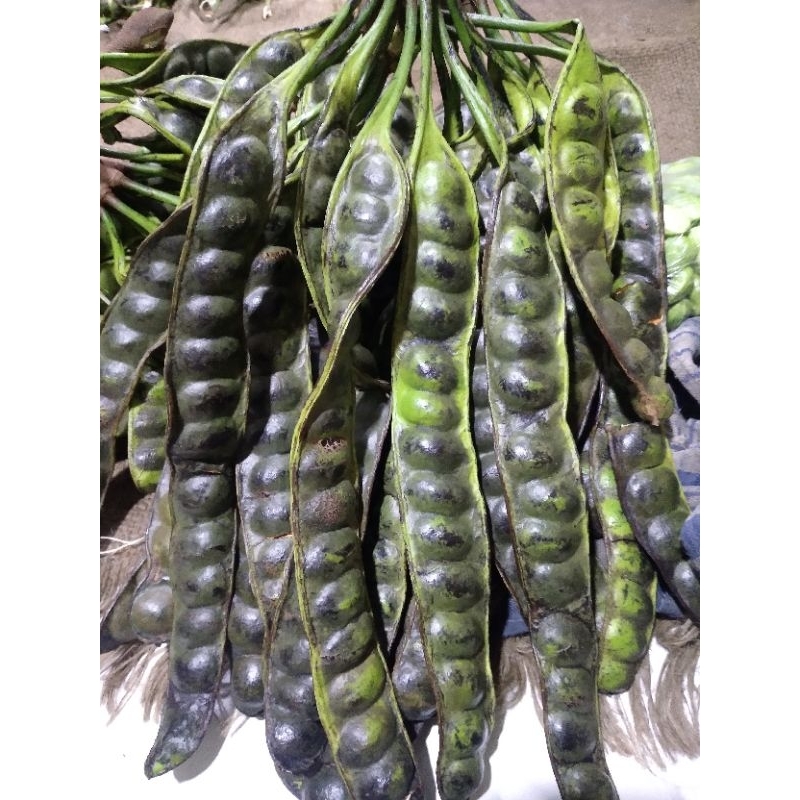 

pete full tua(hitam)..ful matang di pohon