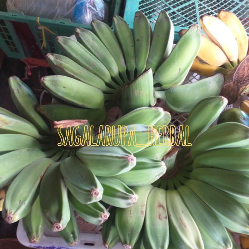 

PISANG KEPOK MENTAH TUA 500 GRAM SEGAR