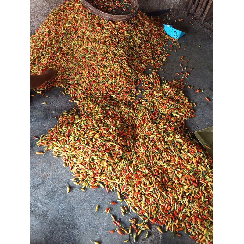 

Cabe Rawit merah 500g