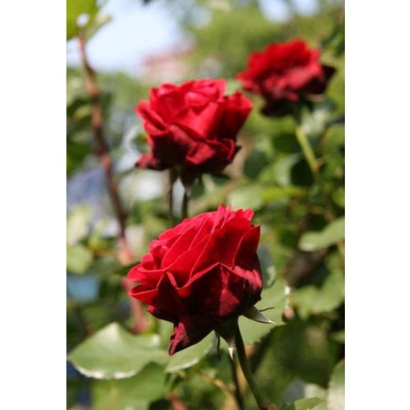 Mawar DON JUAN / Mawar Merah