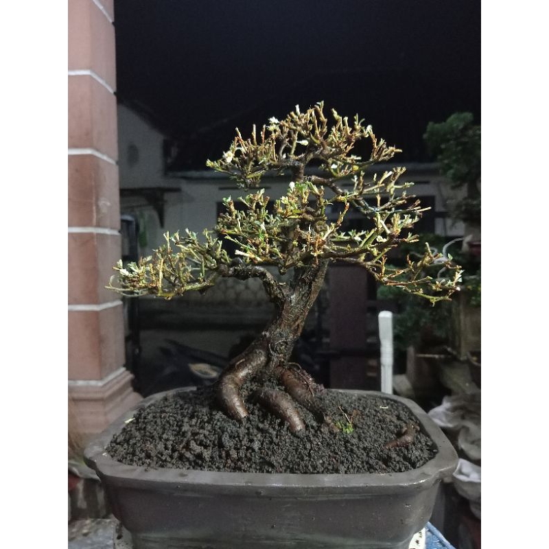 tanaman bonsai Silver bery/kiperak siap kontes real pict