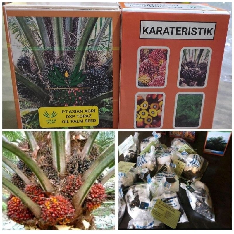 kecambah bibit sawit Topaz Unggulan