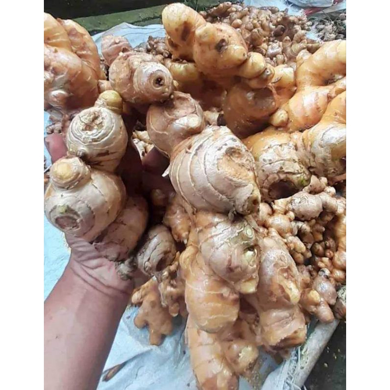 

Jahe putih/jahe gajah