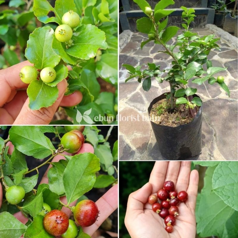 Bibit Tanaman Buah Ceri Jepang (Cherry Jepang)