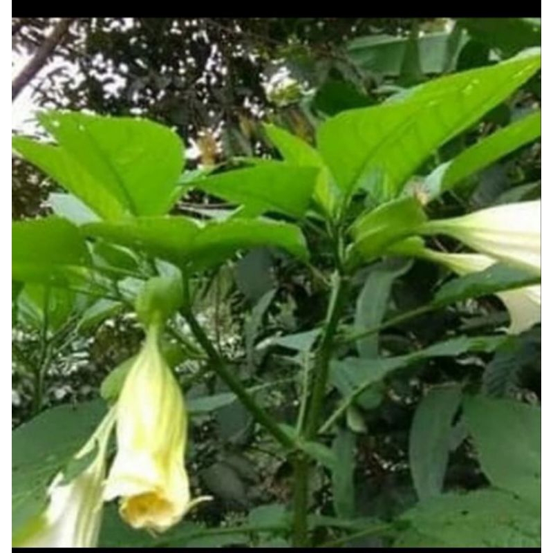 

Daun kucubung segar 500gram