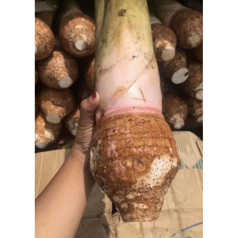 Benih Talas Ketan Bogor