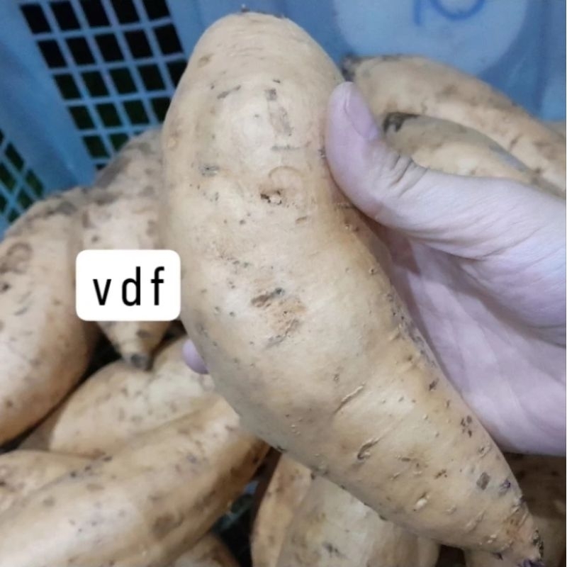 

ubi cilembu MENTAH 1KG