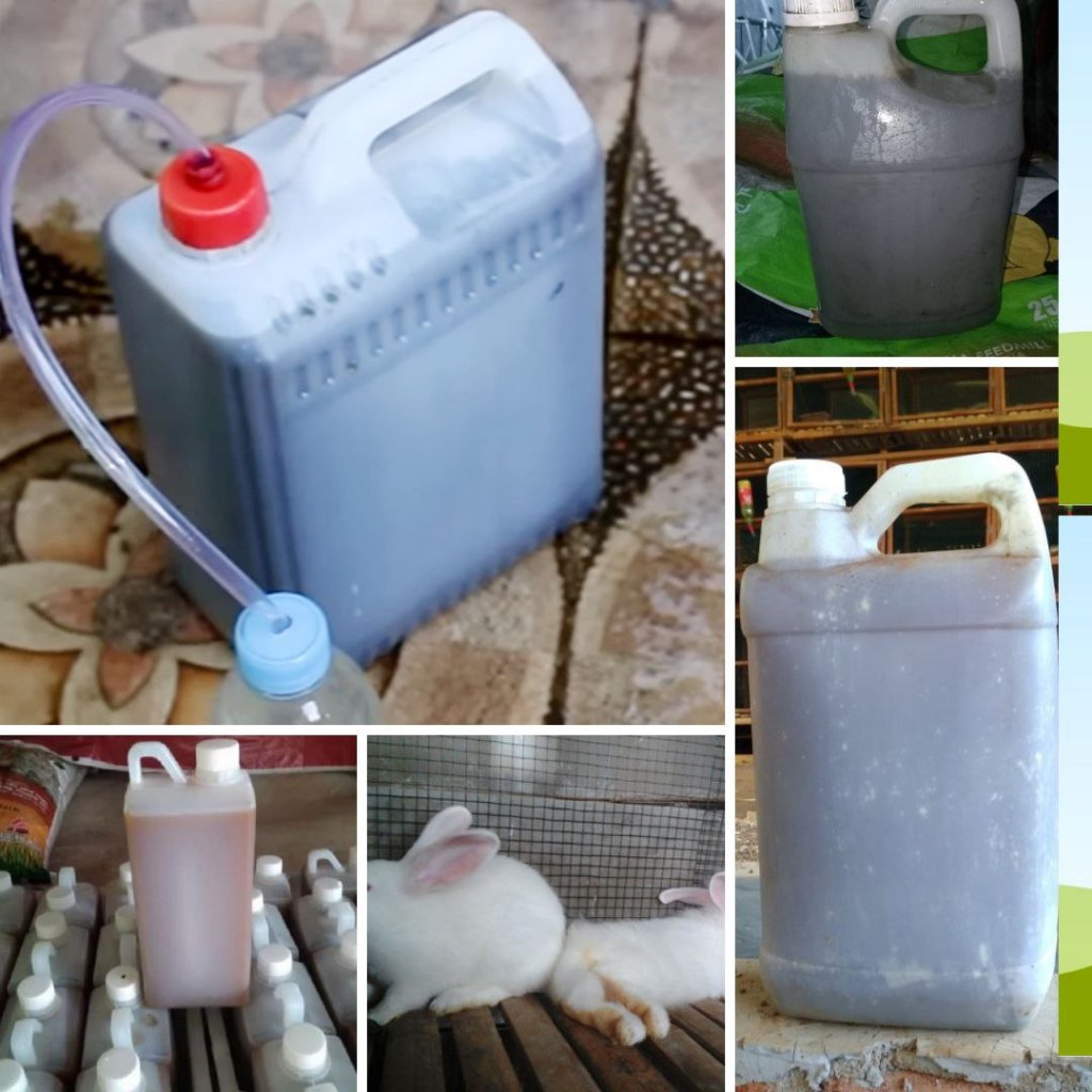 TERLARIS...urin kelinci murni, urine kelinci fermentasi, pupuk urin kelinci fermentasi
